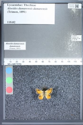 Media type: image;   Entomology 67008